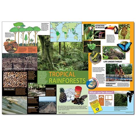 rainforest poster rainforest tropical rainforest geography worksheets