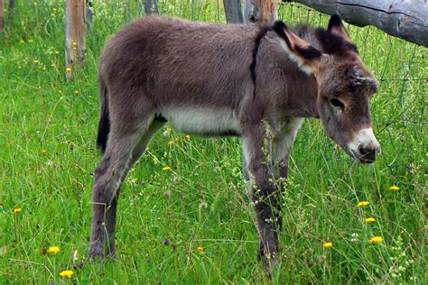 young donkey   pasture  image