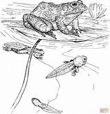 Rana Tadpole Dart Poison Kaulquappe Girini Toro Tadpoles Anfibi Supercoloring Amphibians Grenouilles Rospi Kaulquappen Ausmalbild Frogs Designlooter Coloriages Bullfrog sketch template