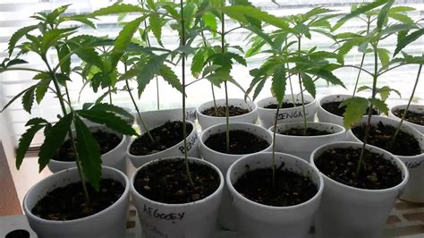 sexing seedlings cannabis plants youtube