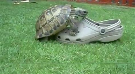 turtle has sex with a croc video ebaum s world