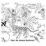 Rainforest Habitats Biomes Coloring Amazon Labeled Wildlife Animals Desert Category American sketch template