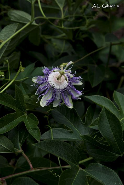 The Buckeye Botanist Purple Passionflower Passiflora Incarnata