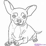 Chihuahua Coloring Pages Chiwawa Dog Draw Step Drawing Chihuahuas Puppy Kids Beverly Hills Dogs Books Happy Print Pugs Girls Online sketch template