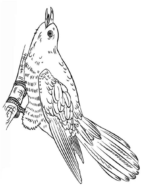 birds cuckoos coloring pages png  file
