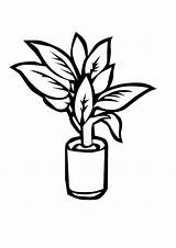 Coloring Plants Vase Little Sheet sketch template