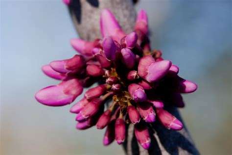 Eastern Redbud Cercis Canadensis Fables And Flora