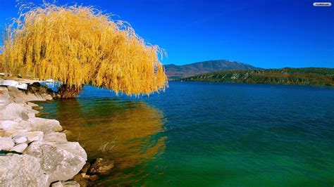 willow tree wallpaper  images
