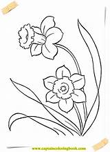 Coloring Pages Daffodil sketch template