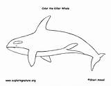 Coloring Whale Killer Orca Template Pages Realalistic sketch template