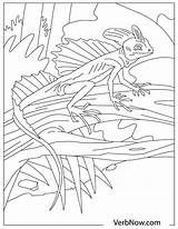 Lizards Verbnow sketch template