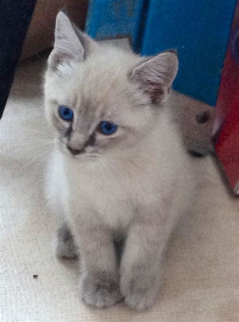 Why Is Everyone Talking About Siamese Himalayan Mix Kittens Siamese