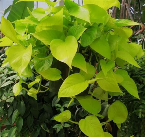 tanaman sirih gading kuning neon pothos bibitbungacom
