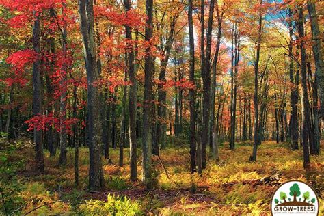 temperate deciduous forests grow trees blog