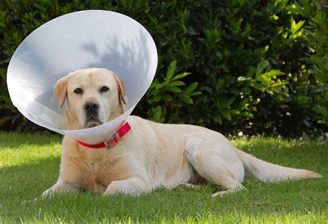 dog cone buster collars inflatable collars  comfy cones