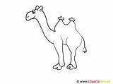 Malvorlage Kamele Camel Cammelli Clipartsfree sketch template