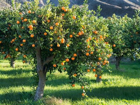 growing orange trees information   care   orange tree
