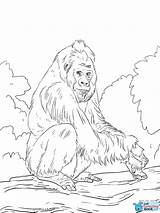 Gorilla Pianura Orangutan Gorila Lowland Monyet Llanura Haiwan Supercoloring Kertas Mewarna Impressionante Stampare Banane Albero Scimmie Kanak sketch template