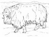 Ox Musk Bue Buey Almizclero Muskox Realista Supercoloring Tundra Muschiato Realistici Presepe Arctic Animales sketch template