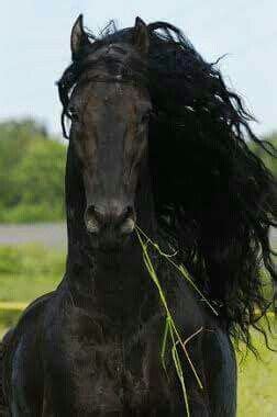 gorgeous beautiful horses beautiful birds beautiful pictures horse face horse head black
