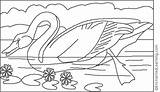Swan Audubon Coloring Pages James Enchantedlearning John Color Artists sketch template