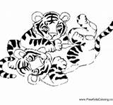 Coloring Tiger Pages Cubs Surfnetkids sketch template