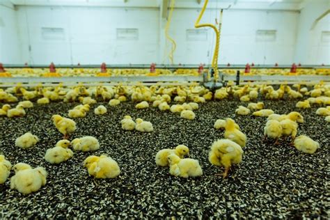 researchers identify natural agps  poultry feed