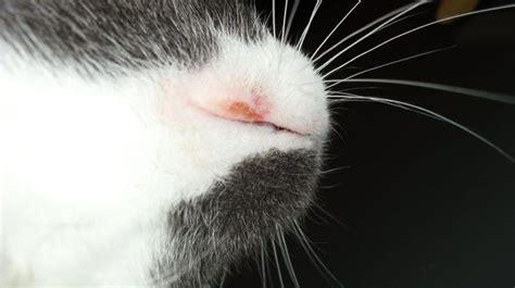 What Rodent Ulcer Is In Cats And How Its Treated Cats Ulcers