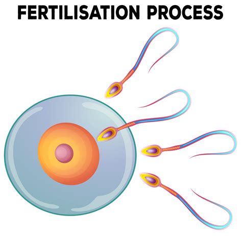 diagram  fertilisation process  vector art  vecteezy