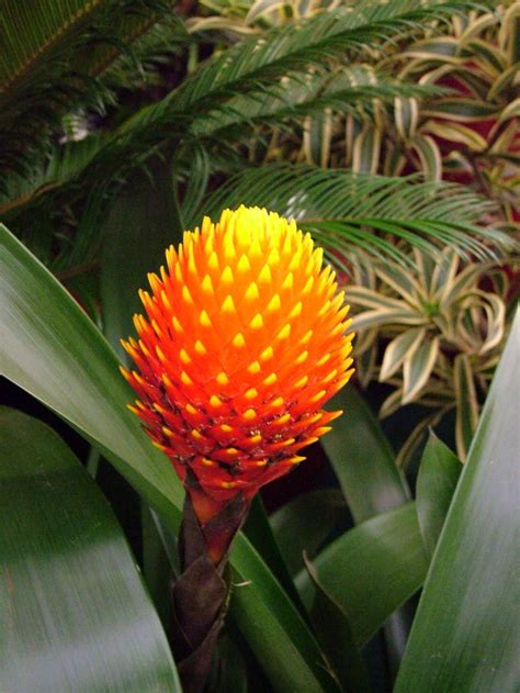 Tropical Rainforest Plants List