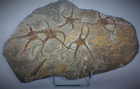 fossiel  ophiura  crenoide    cm catawiki
