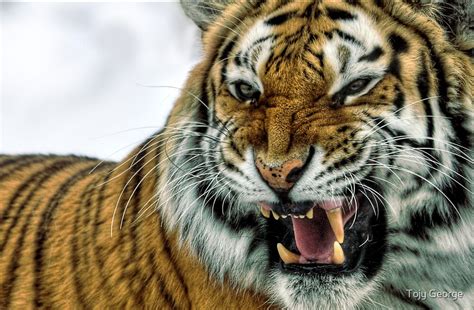 ferocious tiger  tojy george panakal william redbubble