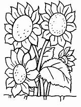 Sonnenblume Ausmalen Bestappsforkids sketch template