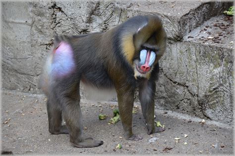 babuinii  poza gratuite public domain pictures