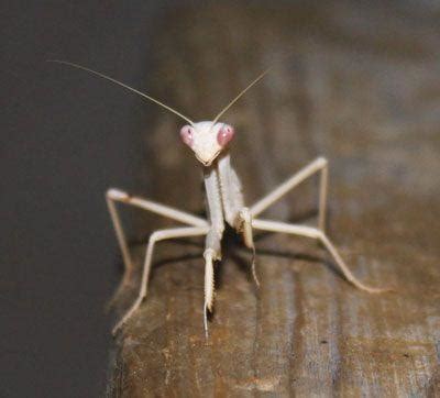 albino praying mantises suck poll