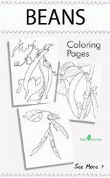 Coloring Beans Green Pages Popular Library Clipart Coloringhome Arthritis Comments sketch template