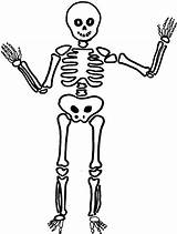 Skeleton Humain Halloween Squelette Corps Coloring Dessiner Un Dessin Imprimer Draw Coloriage Comment Esqueleto Simple Colorier Enfant Dibujo Dessins Drawing sketch template