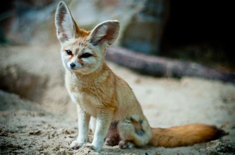 animal world fennec fox info  beautiful photographs