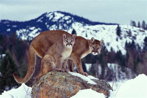 Puma Płowa Zdjęcia I Ilustracje Istock