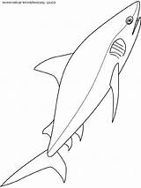Bull Shark Coloring Pages Getcolorings sketch template