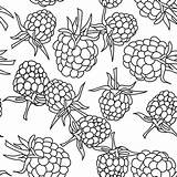 Fructe Colorat Mure Totuldespremame sketch template