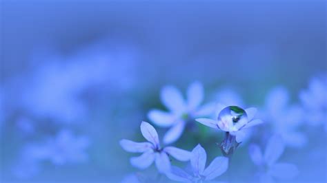 wallpaper sunlight nature sky plants water drops blue blossom