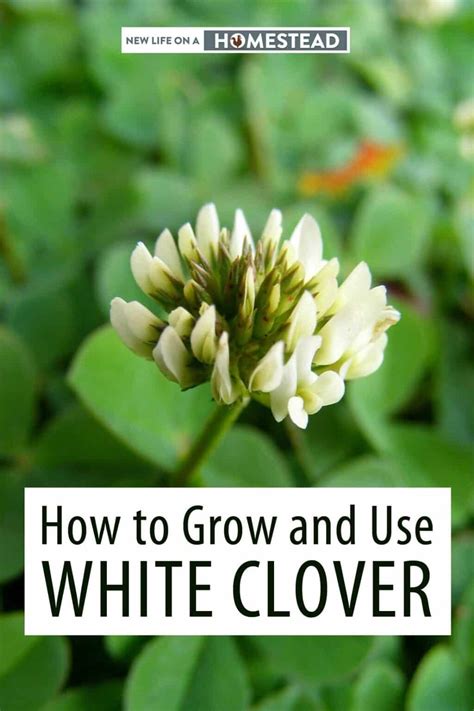 grow   white clover  life   homestead