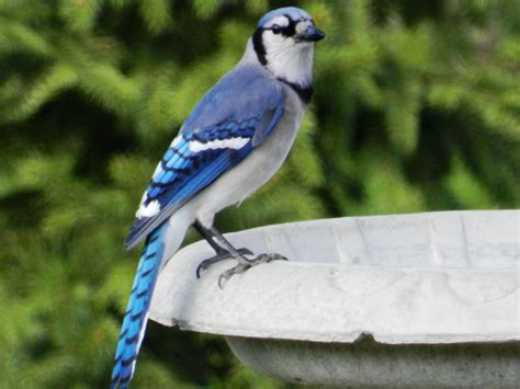 blue jay facts pictures  behavior owlcation