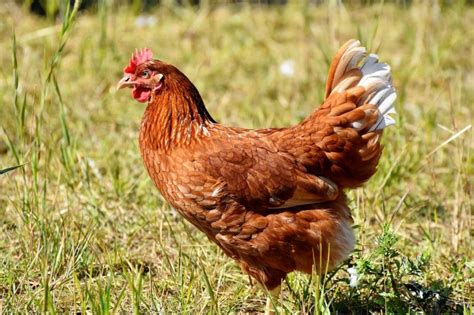 8 Of The Best Egg Laying Chickens For Backyard Farmers