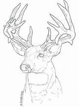 Pyrography Stencils Deer Carving sketch template