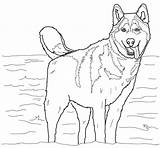Husky Coloring Pages Siberian Popular Printable sketch template