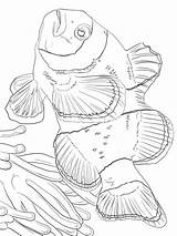 Coloring Clownfish Pages Fish sketch template