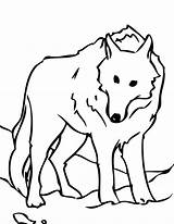 Wolf Coloring Arctic Animals Pages Drawing Kidsplaycolor Clipart Kids Color Clipartmag sketch template
