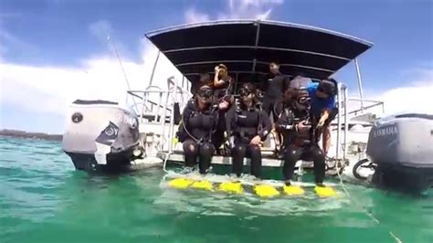 scuba diving in gold coast youtube